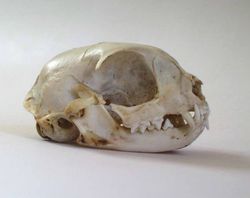 http://s.kebra.free.fr/hardware/250px-Catskull.jpg